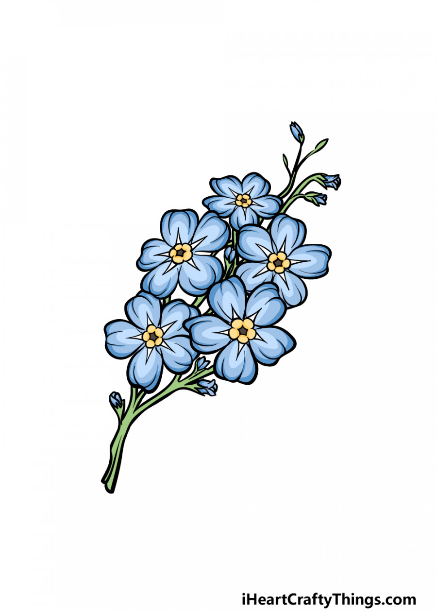 Forget Me Not Drawing - How To Draw A Forget Me Not Step By Step