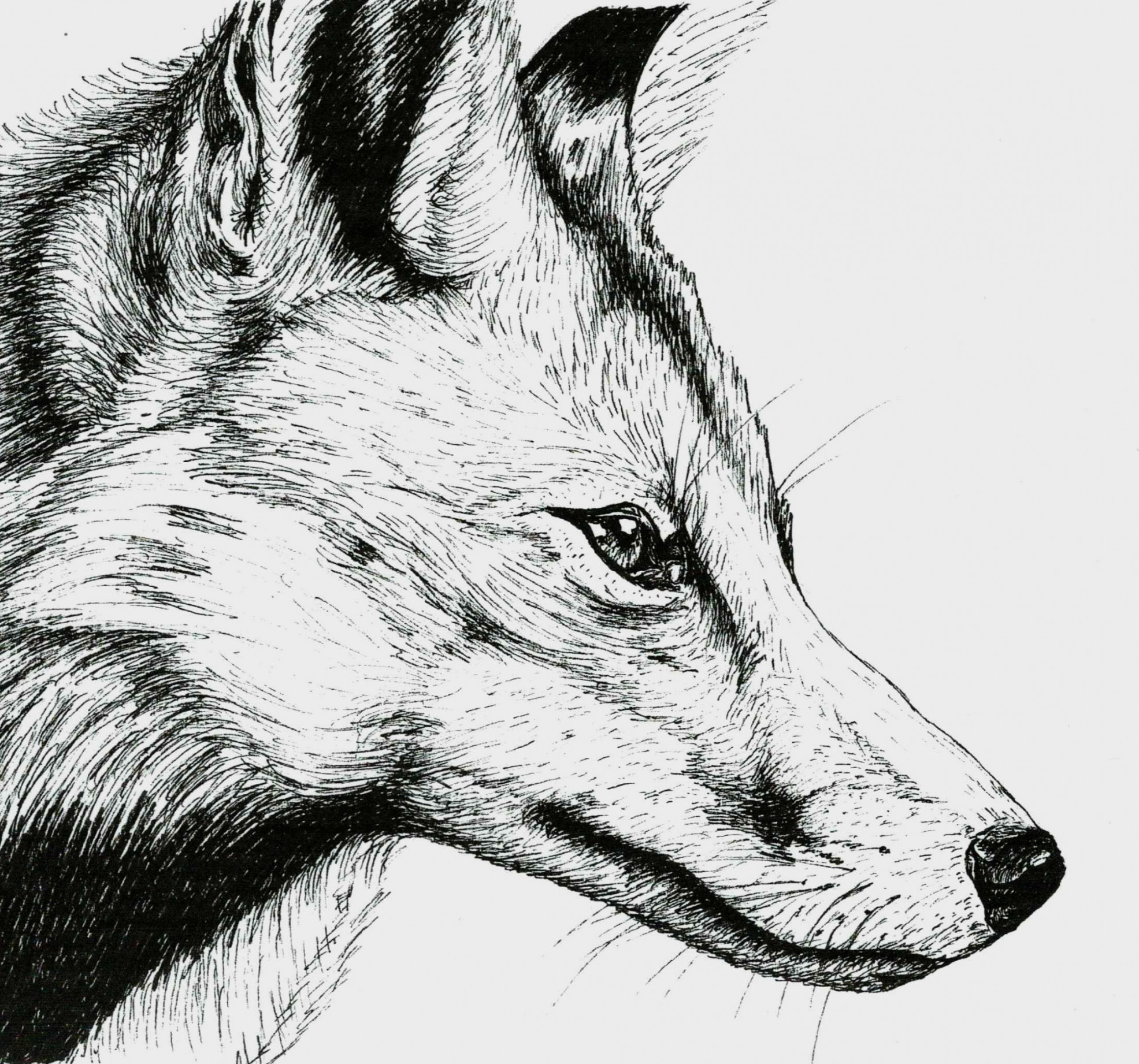 Fox Head (Side View)