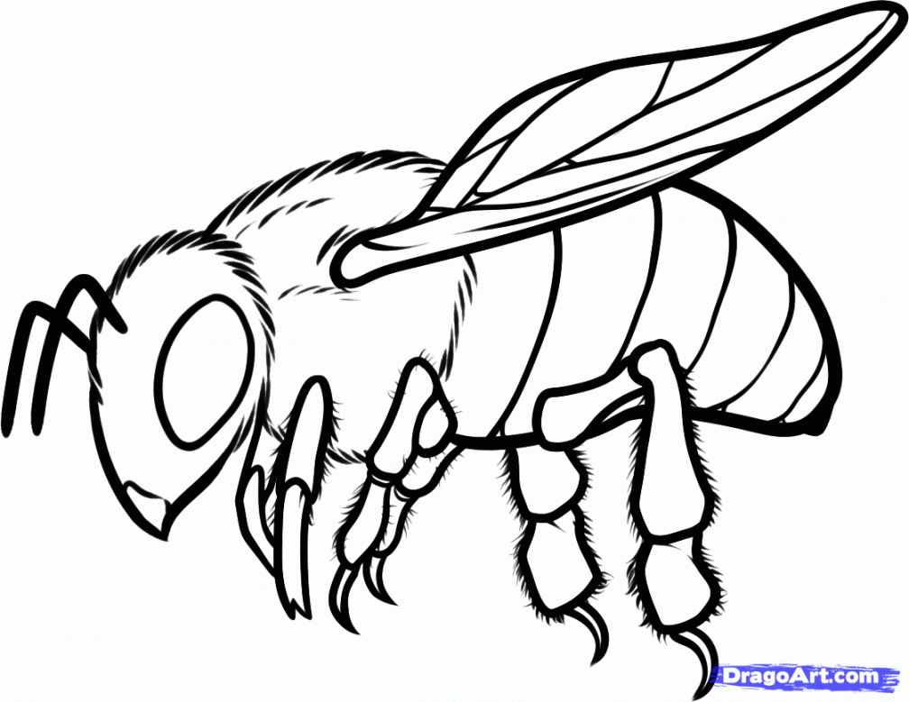 Free Honey Bee Drawing, Download Free Clip Art, Free Clip Art on