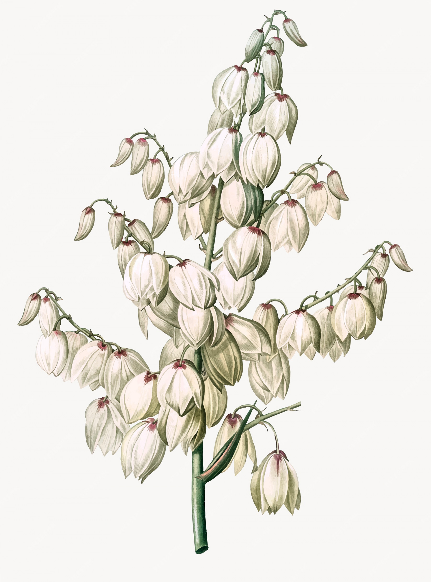 Free Vector  Vintage illustration of aloe yucca