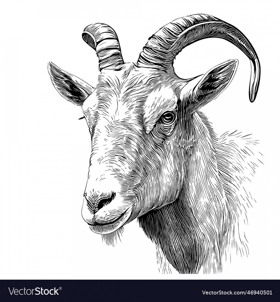 Goat face hand drawn sketch Royalty Free Vector Image