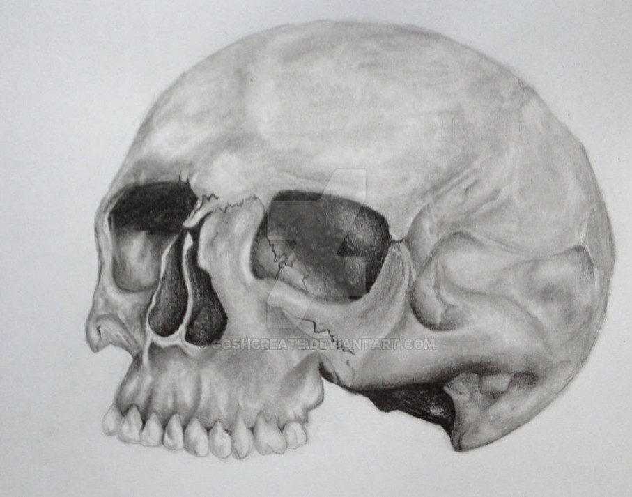 Half skull drawing by goshcreate on DeviantArt