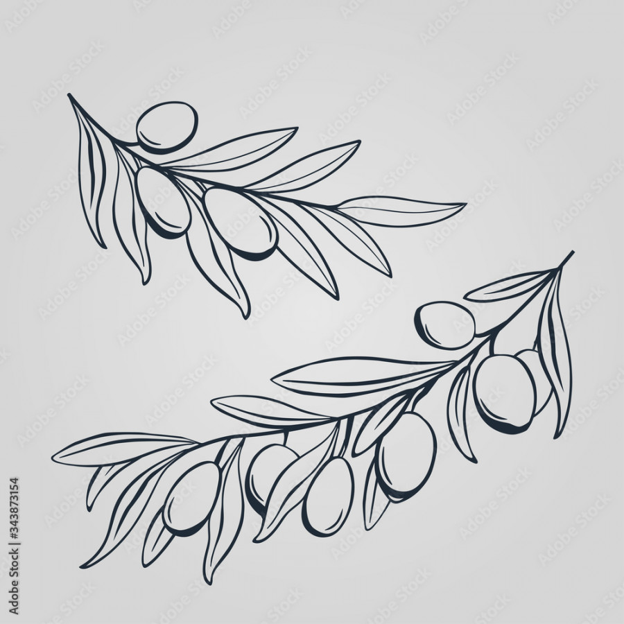 Hand drawing olive branch. Hand drawn stick of oliva