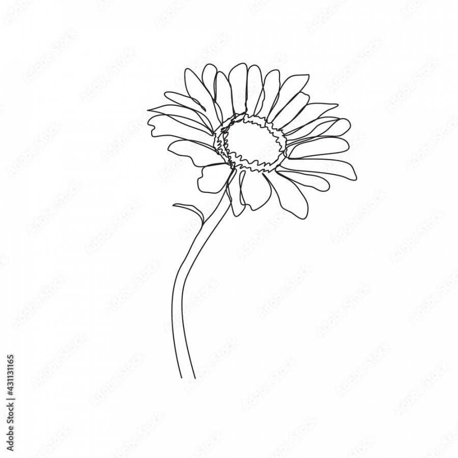 Hand drawn chamomile outline drawing isolated on white