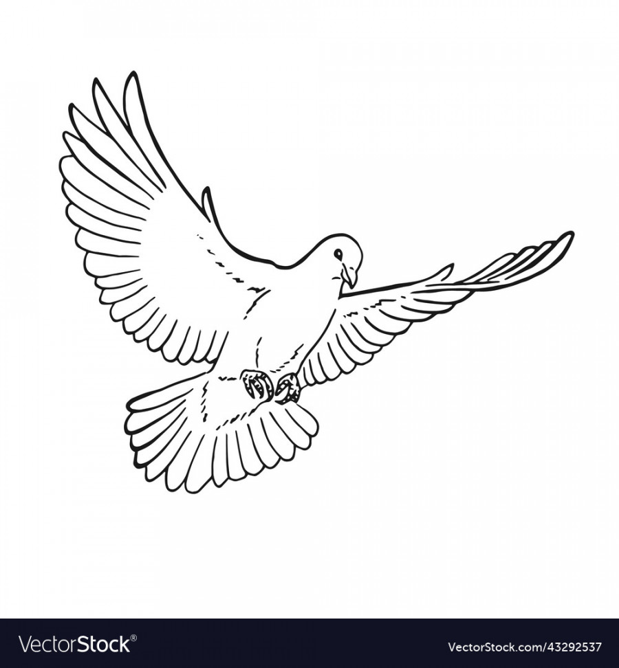 Hand drawn dove outline line art style isolated Vector Image