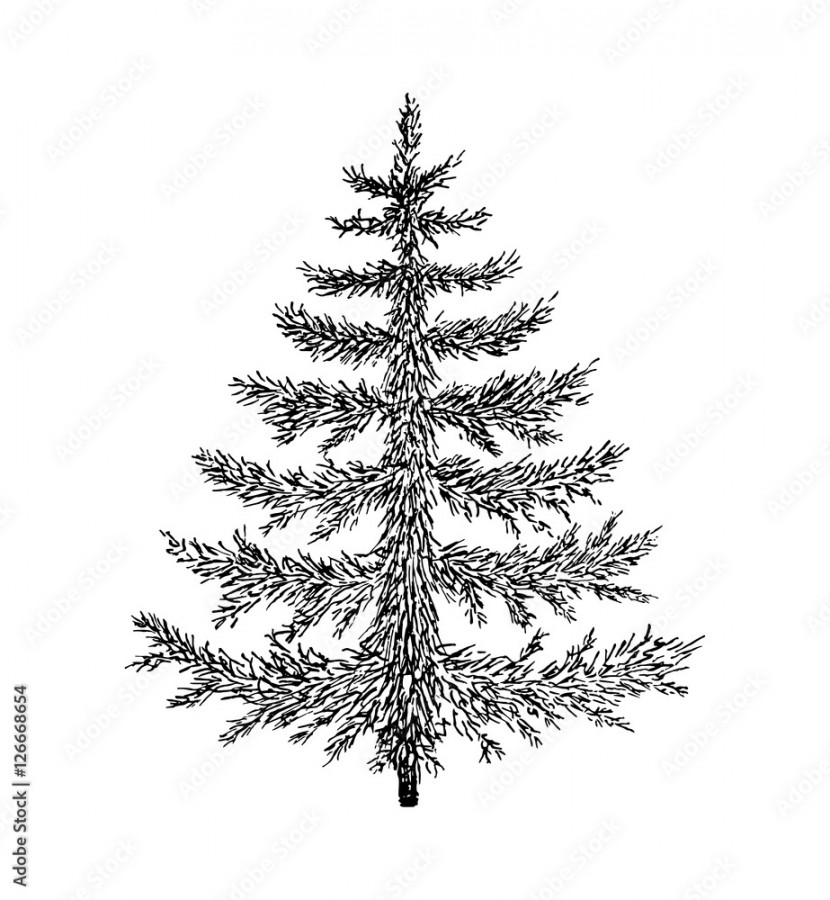 Hand drawn evergreen tree without decorations