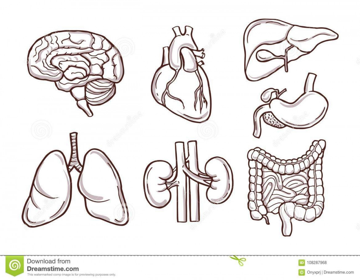 Hand Drawn Illustration Of Human Organs