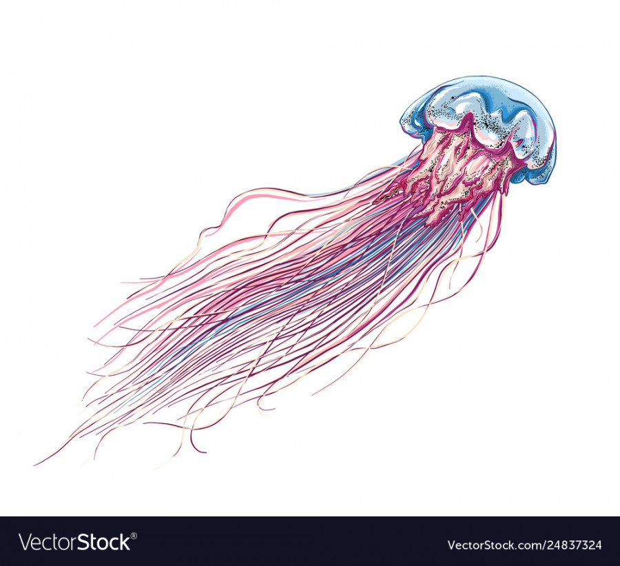 Hand drawn sketch jellyfish in color isolated Vector Image