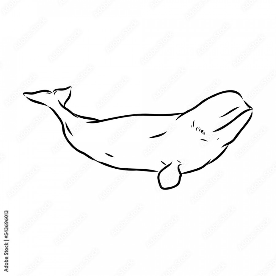 Hand drawn vector beluga whale