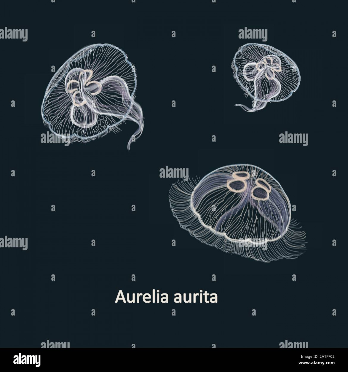 Hand drawn vector illustration of jellyfish Aurelia aurita, also