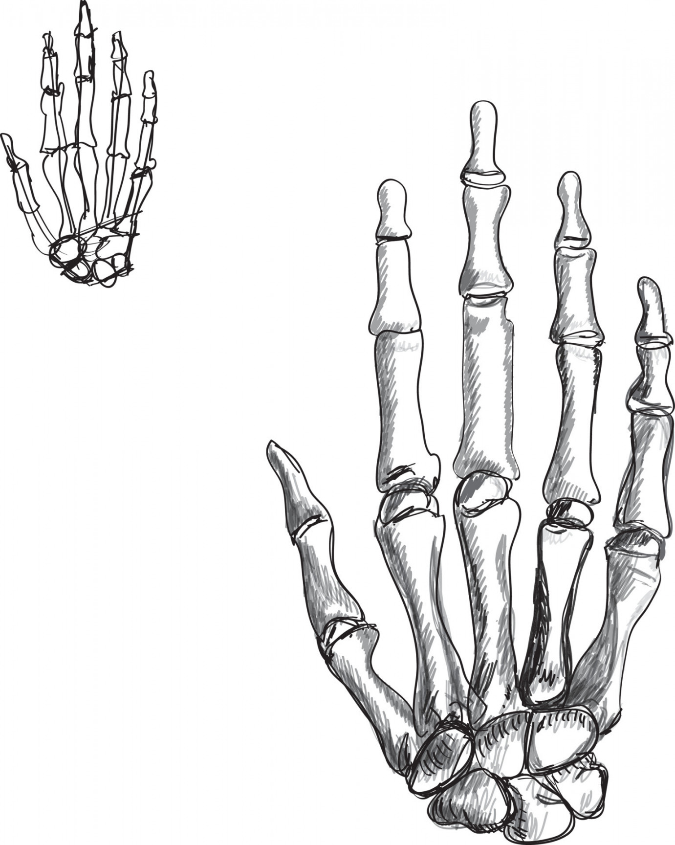 hand skeleton sketch illustration vector art drawing