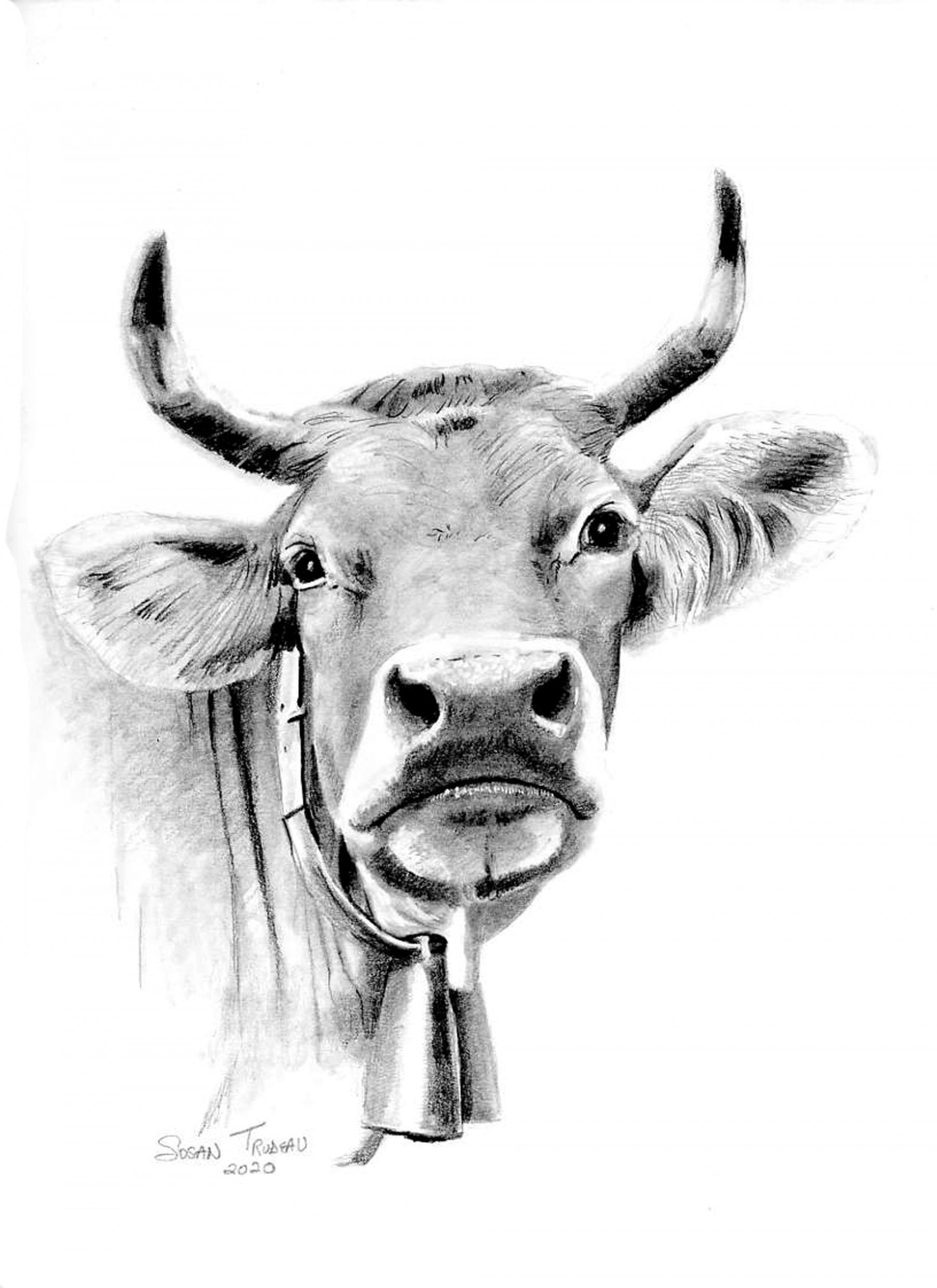 Handsome Cow Realistic Drawing-Pencil- Original Art-Graphite-Cow  Head-Realism-Graphite Animal Sketch