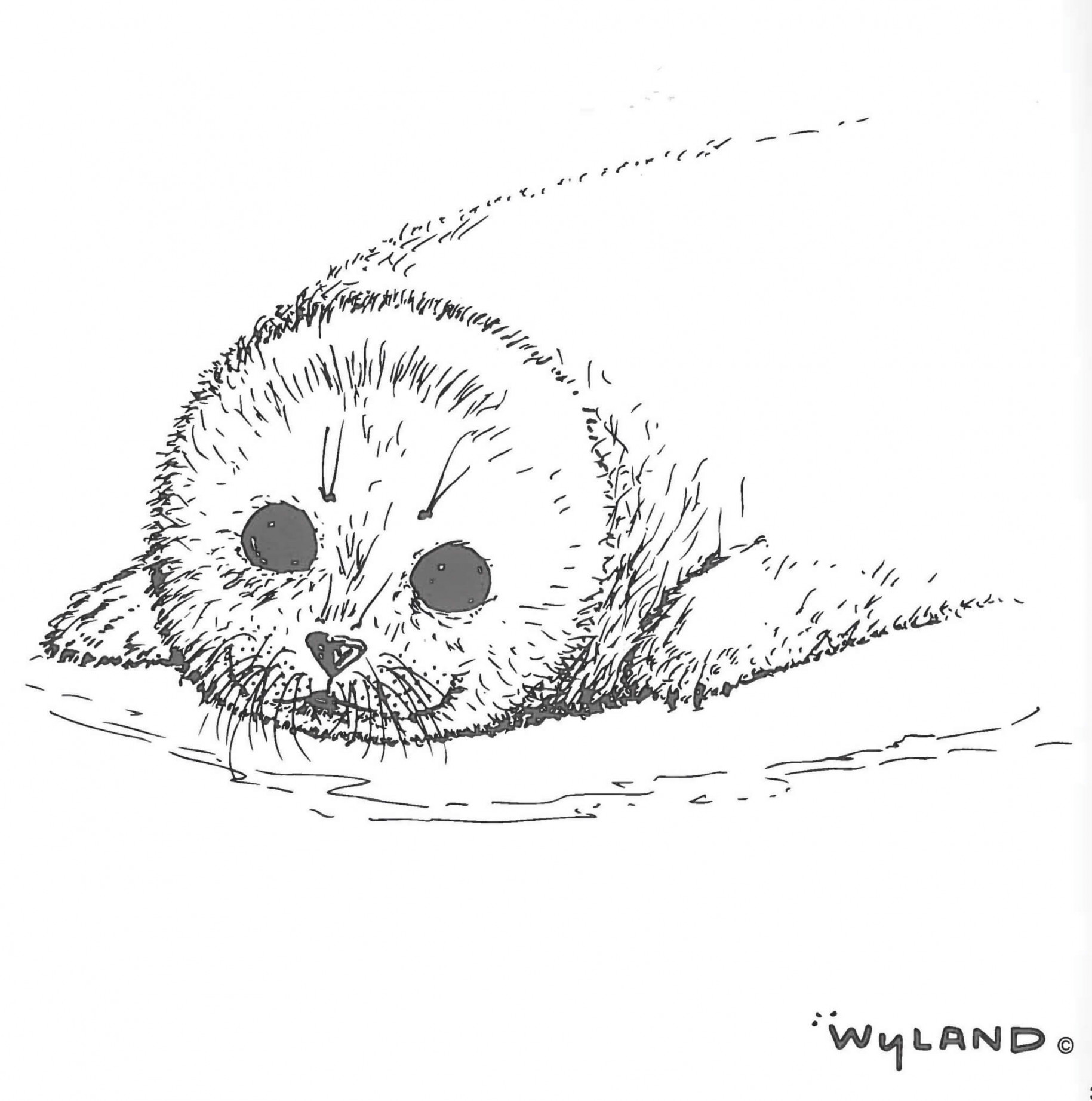 Harp Seal Pup - Practice shading white subjects - FREE Download