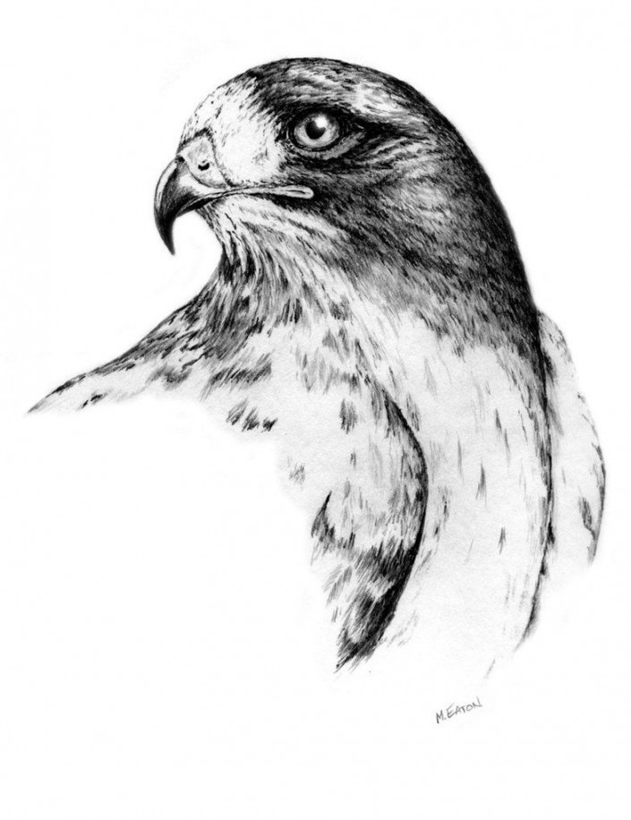 Hawk sketch  Realistic animal drawings, Camels art, Art sketches