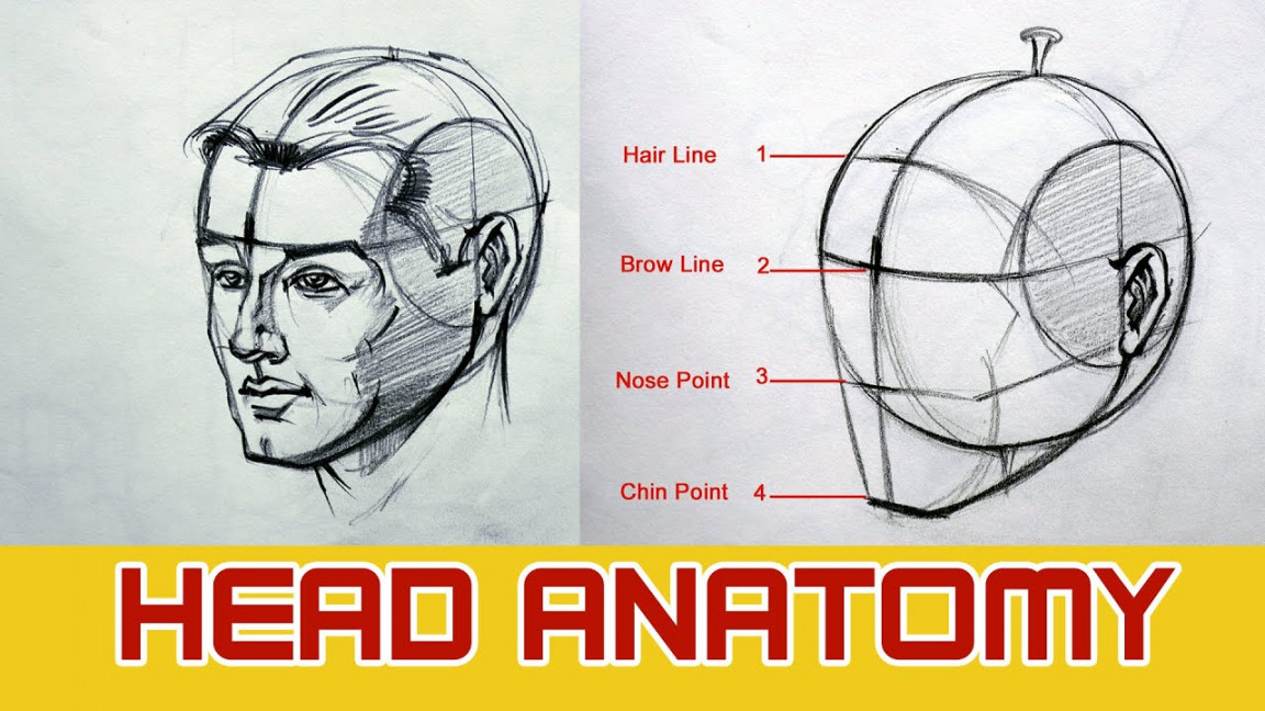 HEAD ANATOMY  How to Draw the Head / Face / PART -