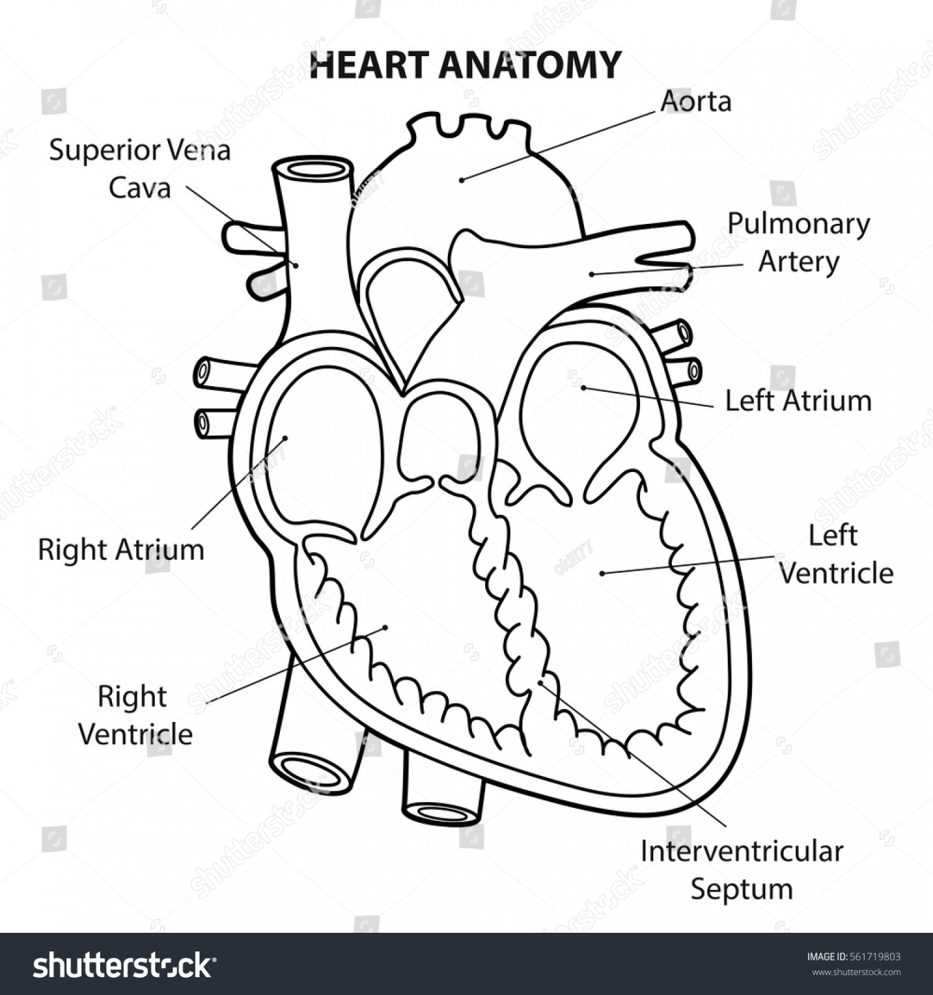 Heart Anatomy Cross Section Outline Vector Stock Vector (Royalty