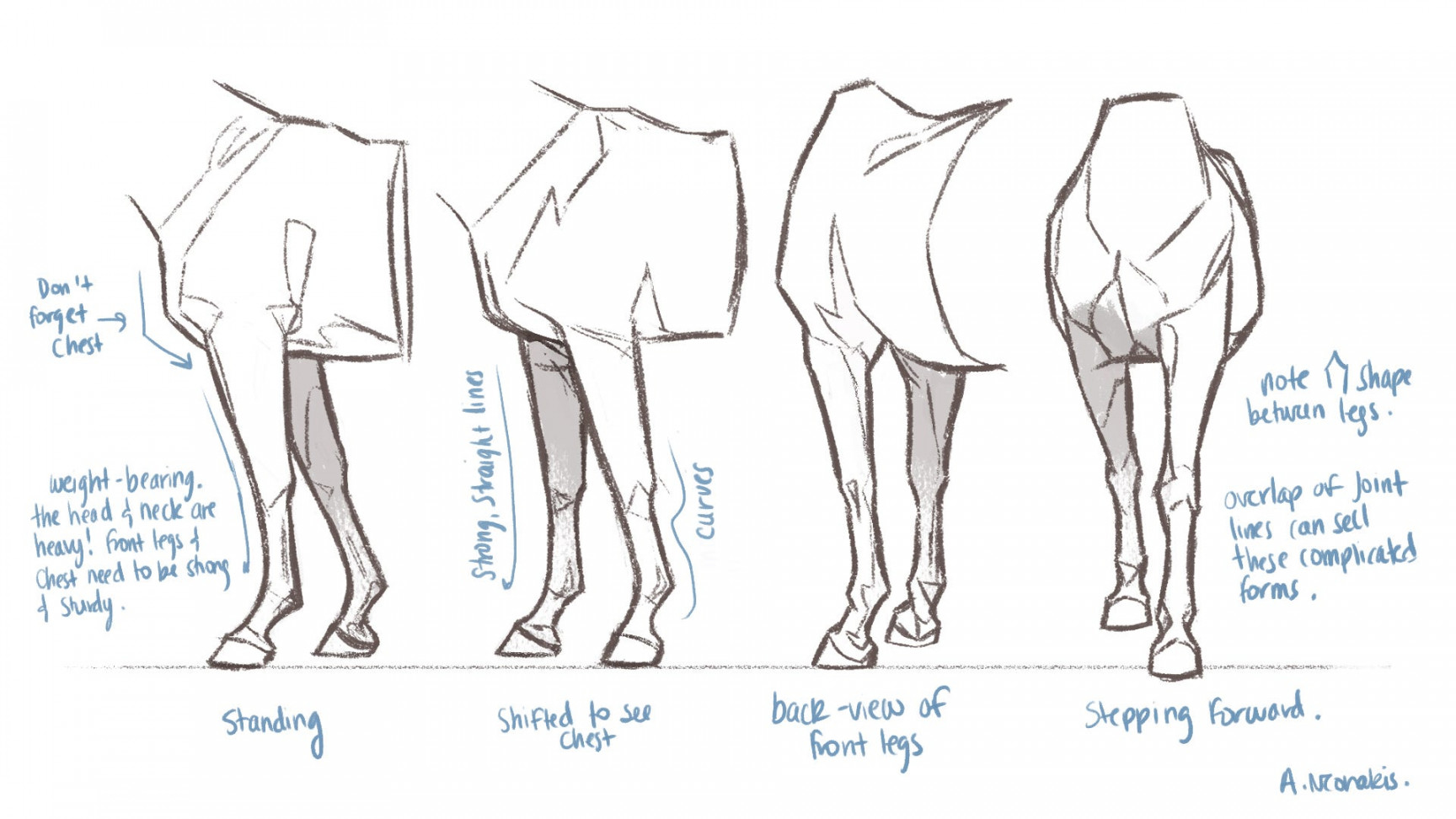 Horse Drawing Notes - Alexandria Neonakis