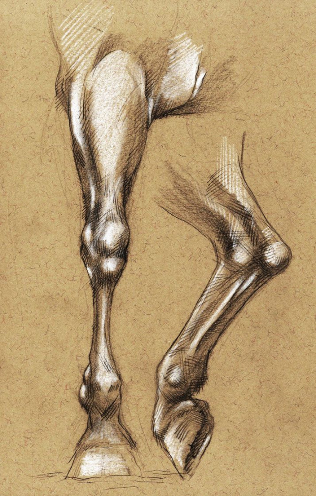 horse legs drawing  Horse drawings, Horse anatomy, Anatomy for