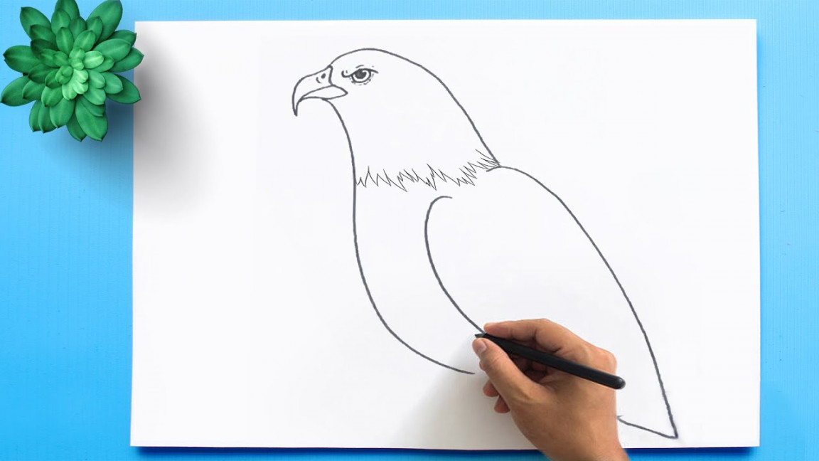 How to Draw a Bald Eagle 🦅 Bald Eagle Drawing Easy Step by Step  Draw  the national Bird of USA