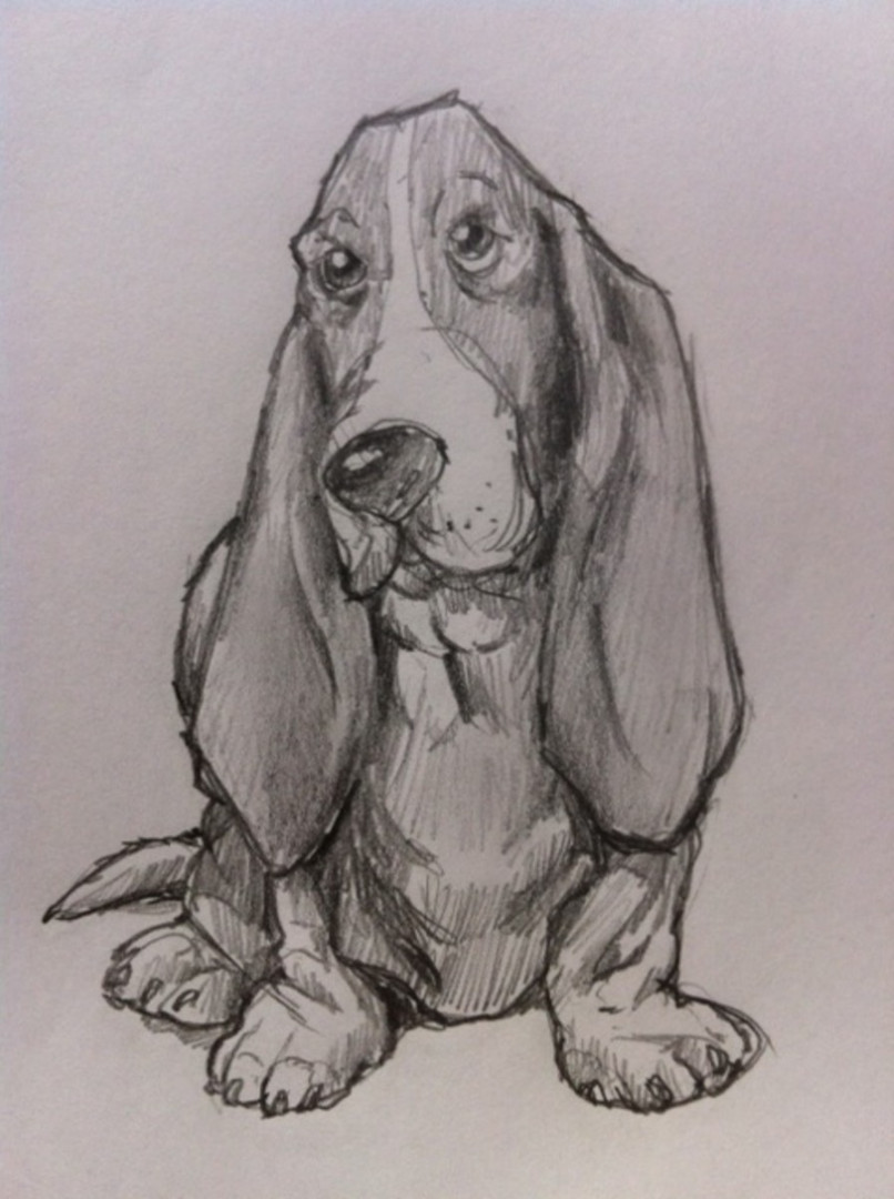 How to Draw a Basset Hound Dog - FeltMagnet