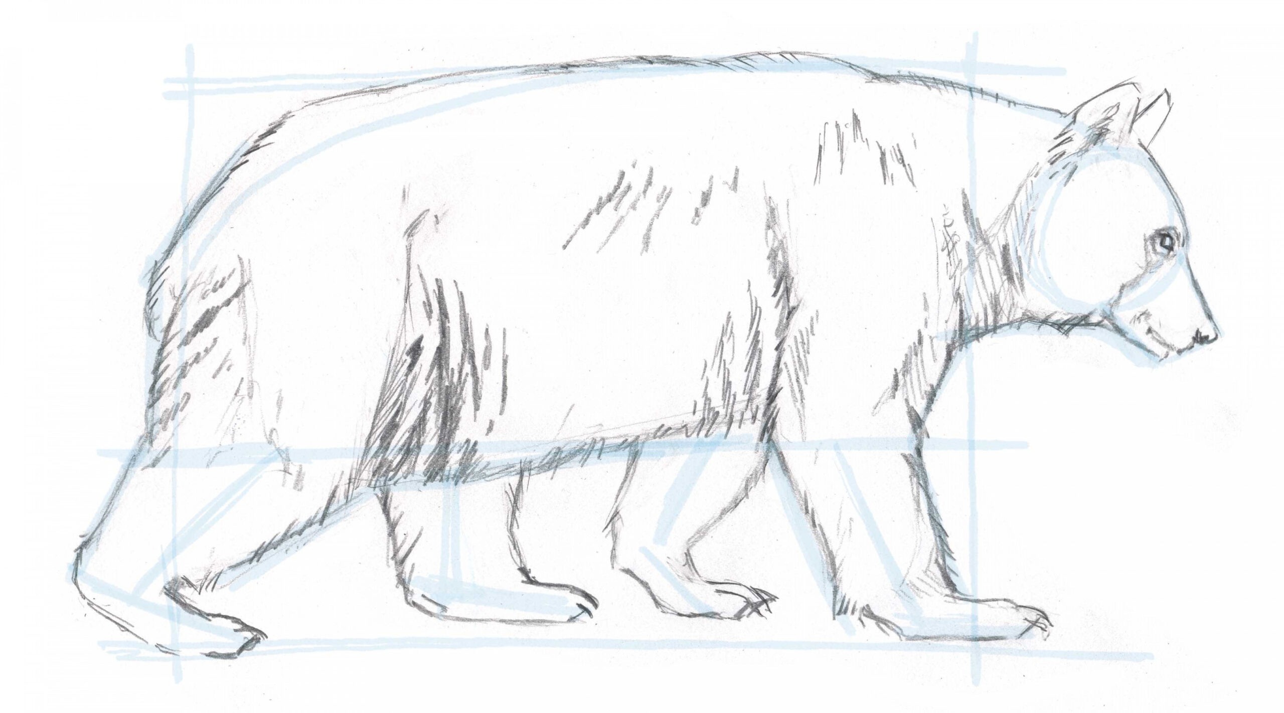 How to Draw a Bear: Blocking in the basic shape • John Muir Laws