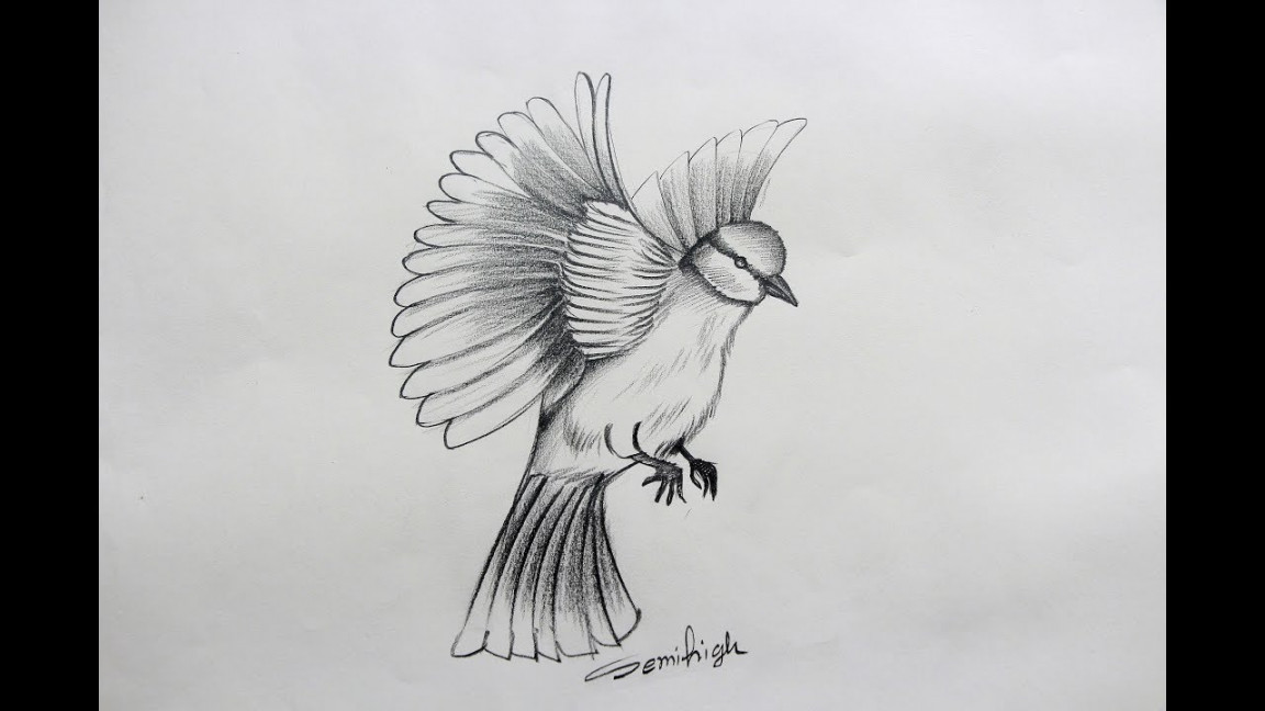 How To Draw A Beautiful Love Bird Step By Step Pencil Sketch