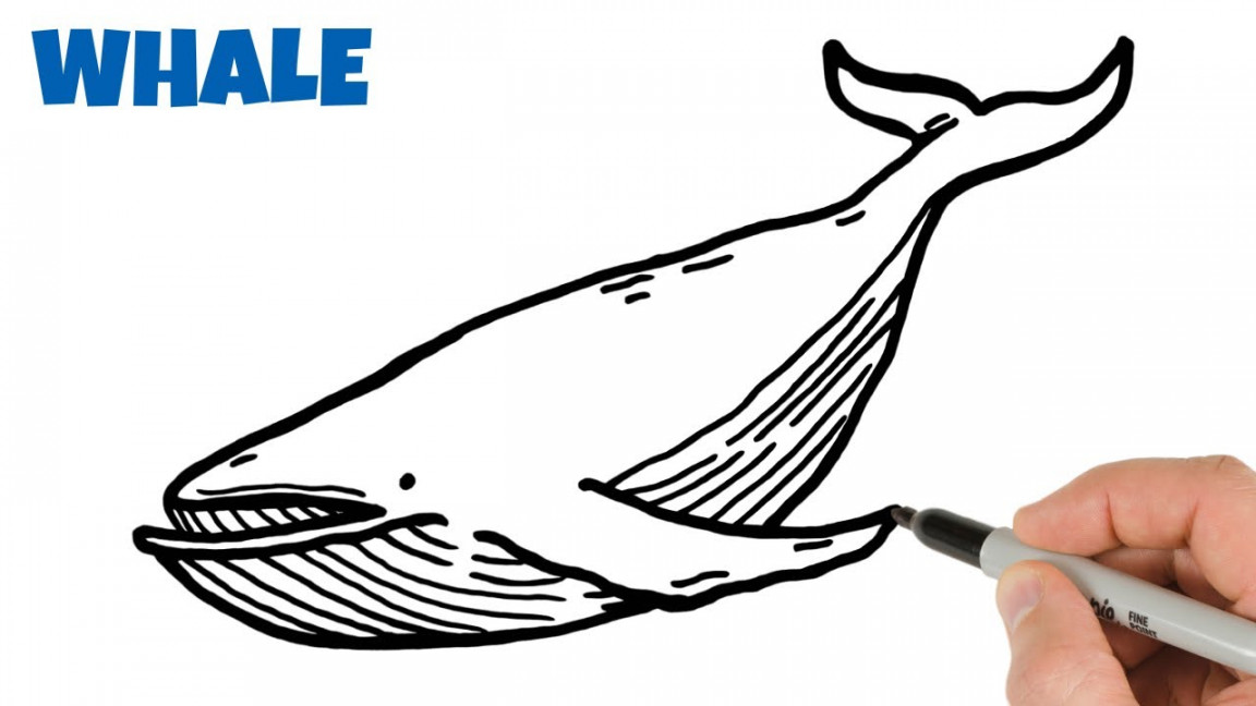 How to Draw a Blue Whale Easy Animals Drawings for Beginners