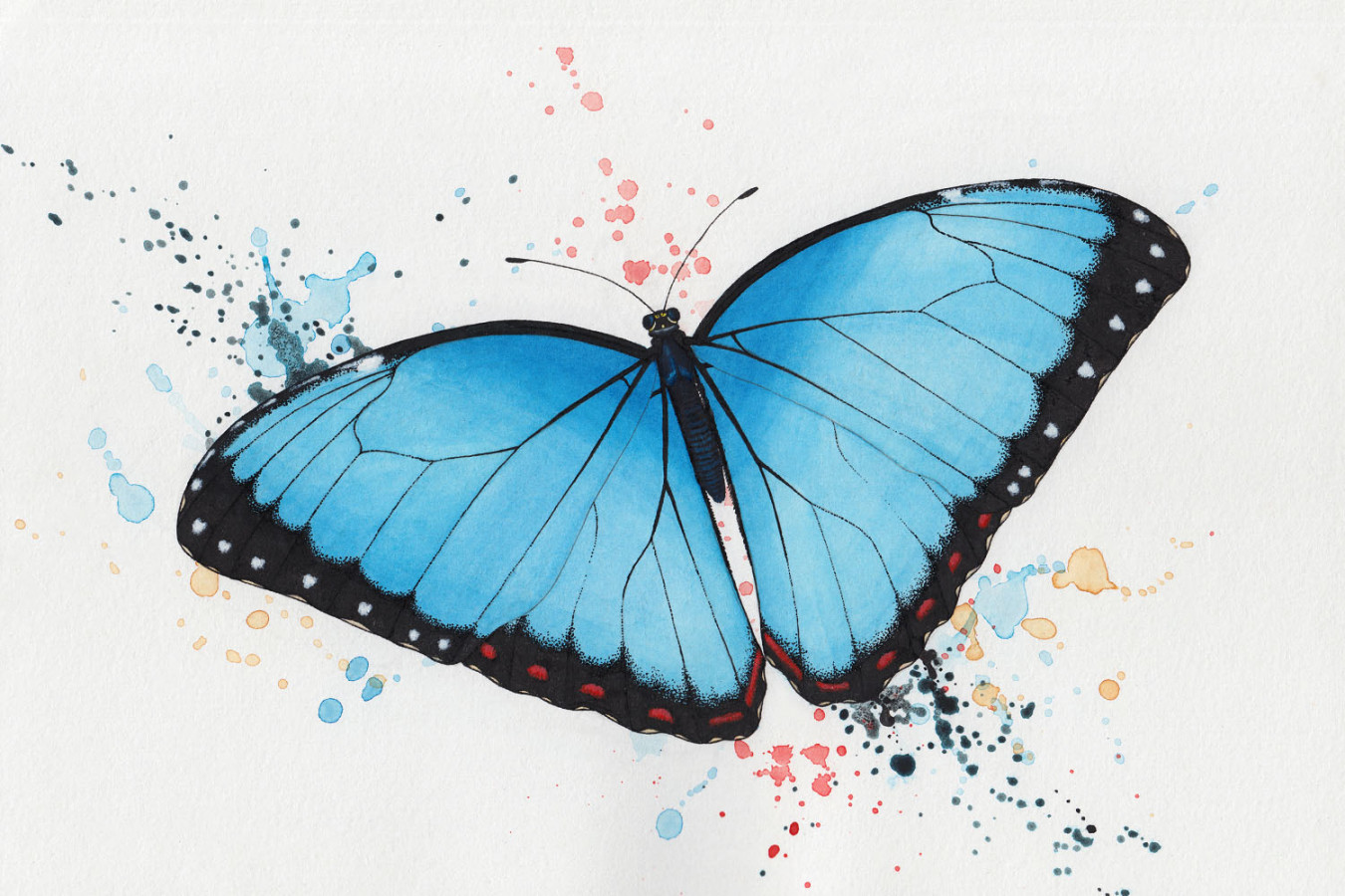 How to Draw a Butterfly  How-to-Art