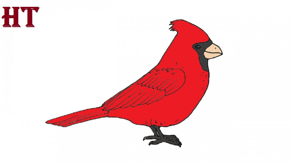 How to Draw a Cardinal  Bird drawing easy for beginners