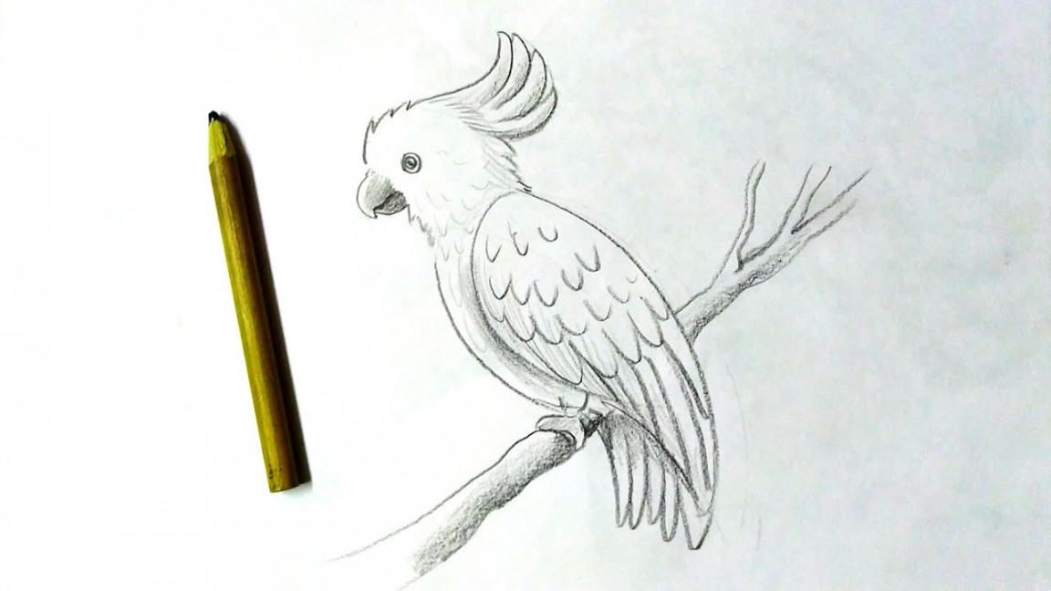 How to draw a cockatoo  drawing bird with pencil