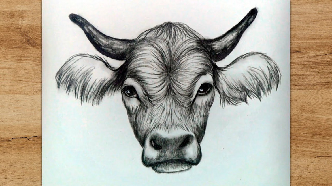 How to Draw a Cow Head Step by Step For Beginners  Realistic Drawing  Tutorial