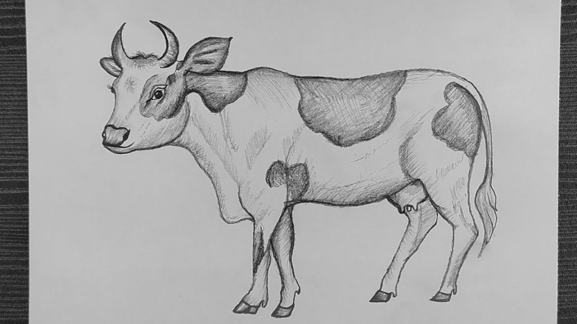 How To Draw A Cow With Pencil  Cow Pencil Drawing  Beautiful Cow  Drawing  Pencil Sketching