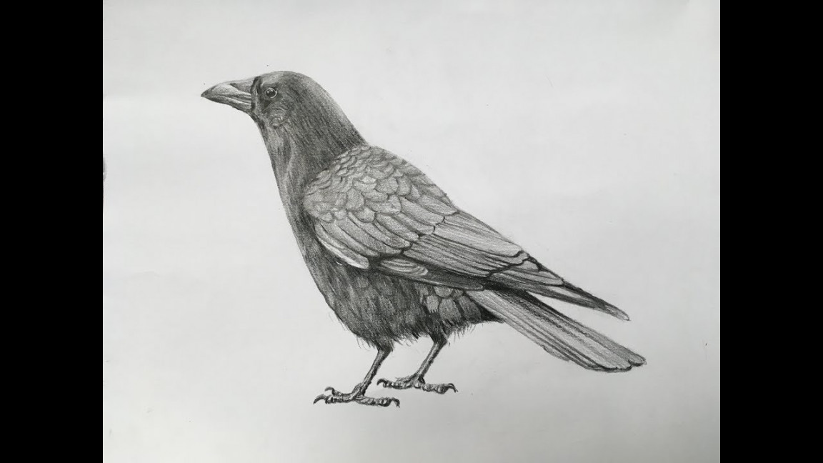 How to draw a crow with pencil strokes  realistic crow drawing in pencil