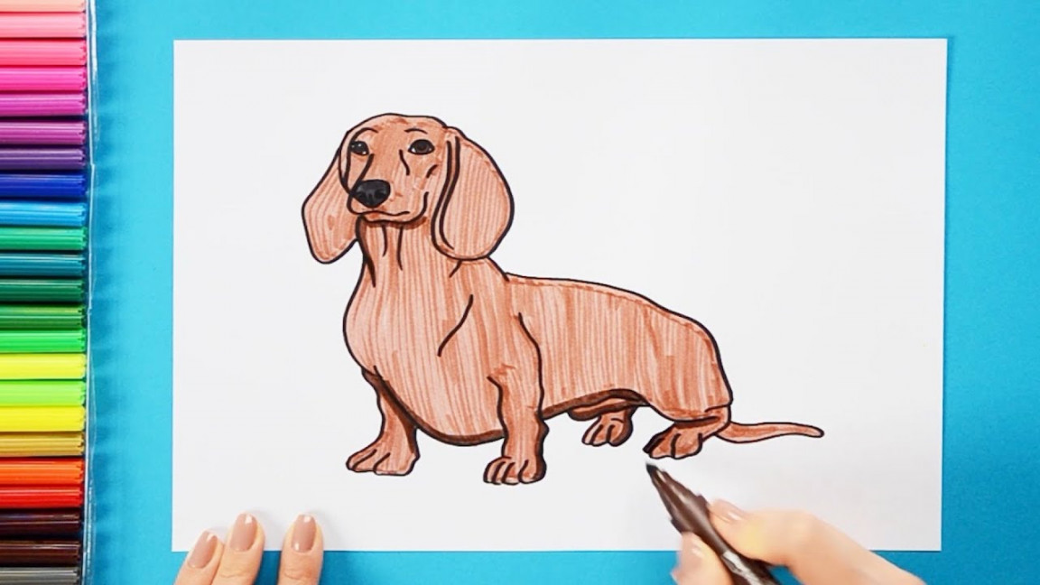 How to draw a Dachshund dog