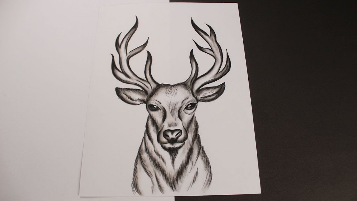 how to draw a deer head easy for beginners