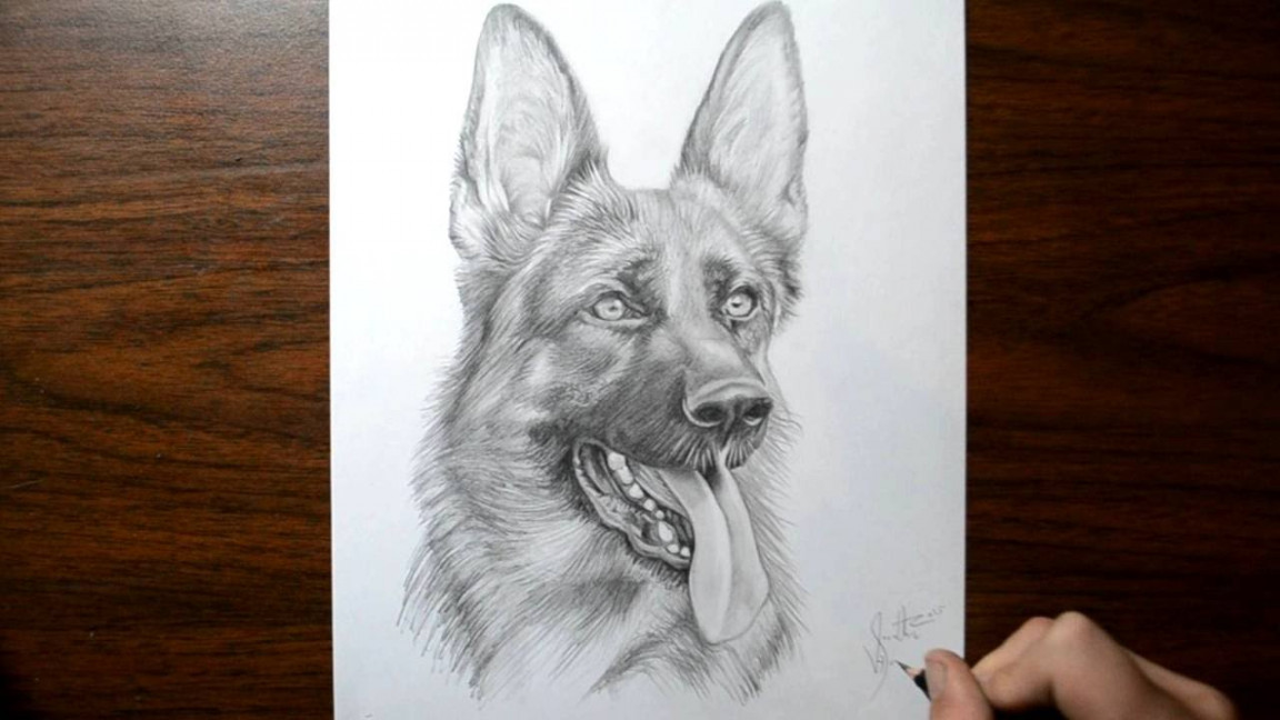 How to Draw a Dog - German Shepherd