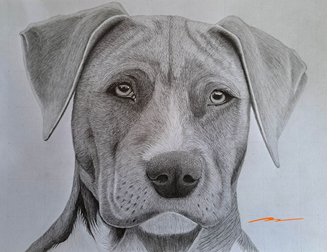 How to Draw a Dog Head (Realistic Front View)  Muus Art