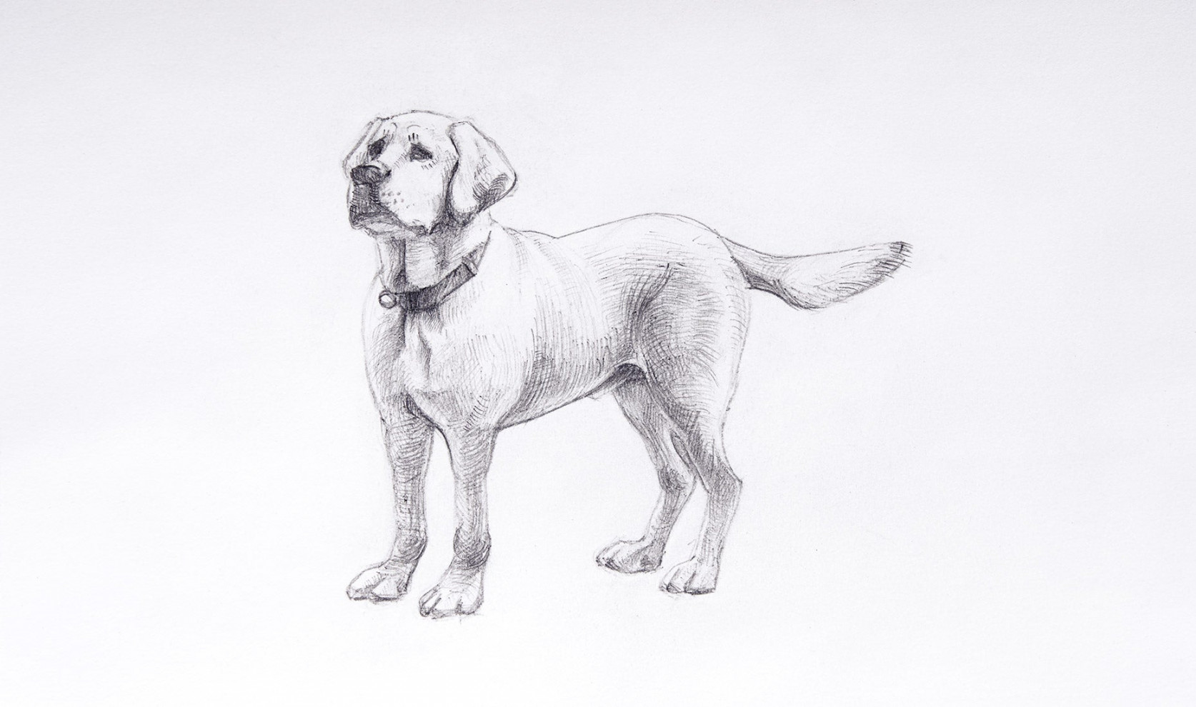 How to Draw a Dog in  Easy Steps – Arteza