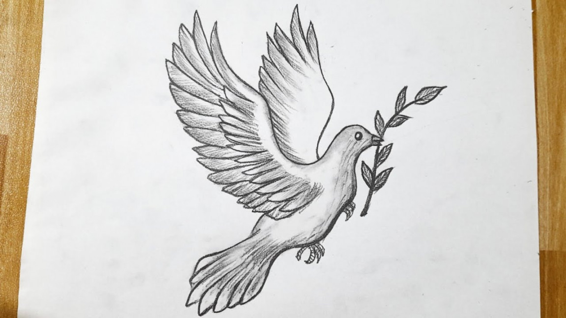 How to draw a dove  Pigeon drawing  Drawing tutorial for beginners