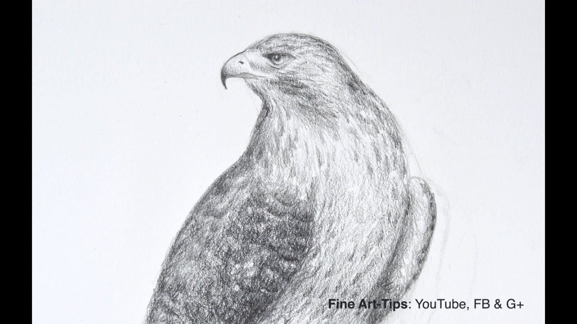 How to Draw a Falcon (Red-Tailed Hawk) - Narrated