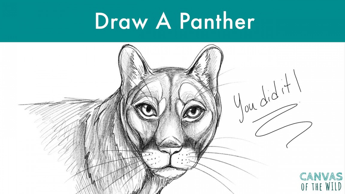 How To Draw A Florida Panther - YouTube