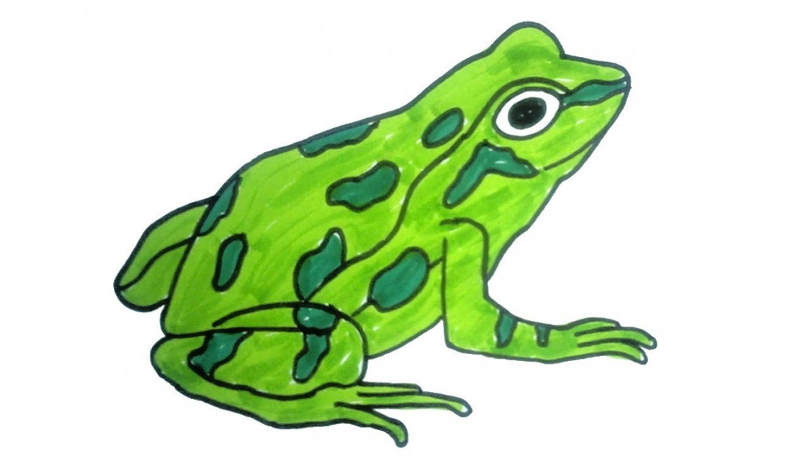 how to draw a frog  Easy Step by Step Drawing for kids  Children Drawing  and Coloring