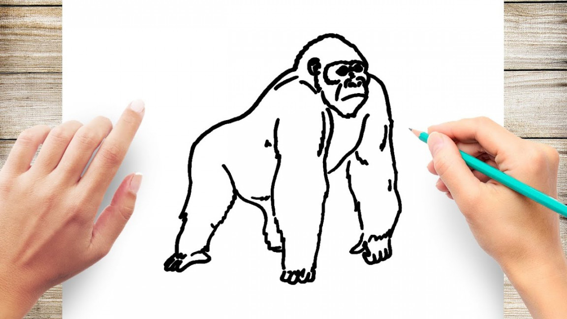 How to Draw a Gorilla Easy For Beginner