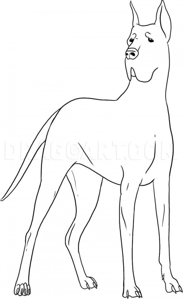 How To Draw A Great Dane, Step by Step, Drawing Guide, by Dawn