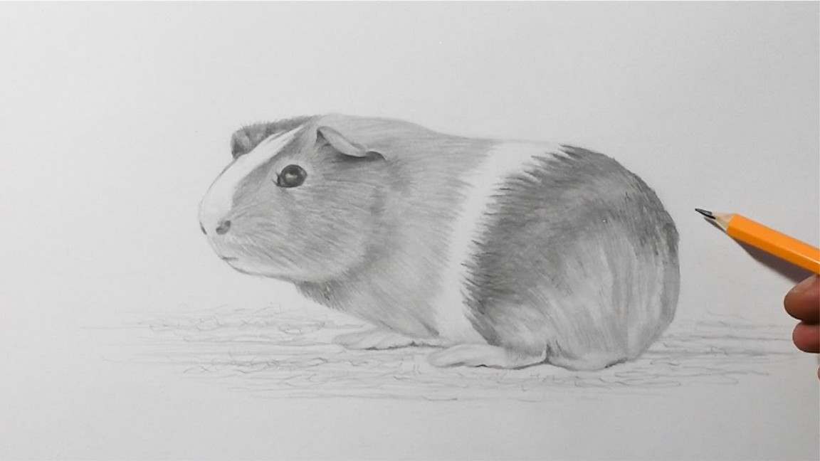 How to Draw a Guinea Pig  Pencil Drawing For Beginners