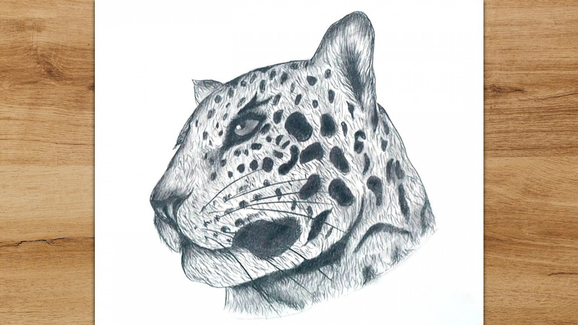 How to Draw a Jaguar Head Step by Step  Animals Drawing for Beginners