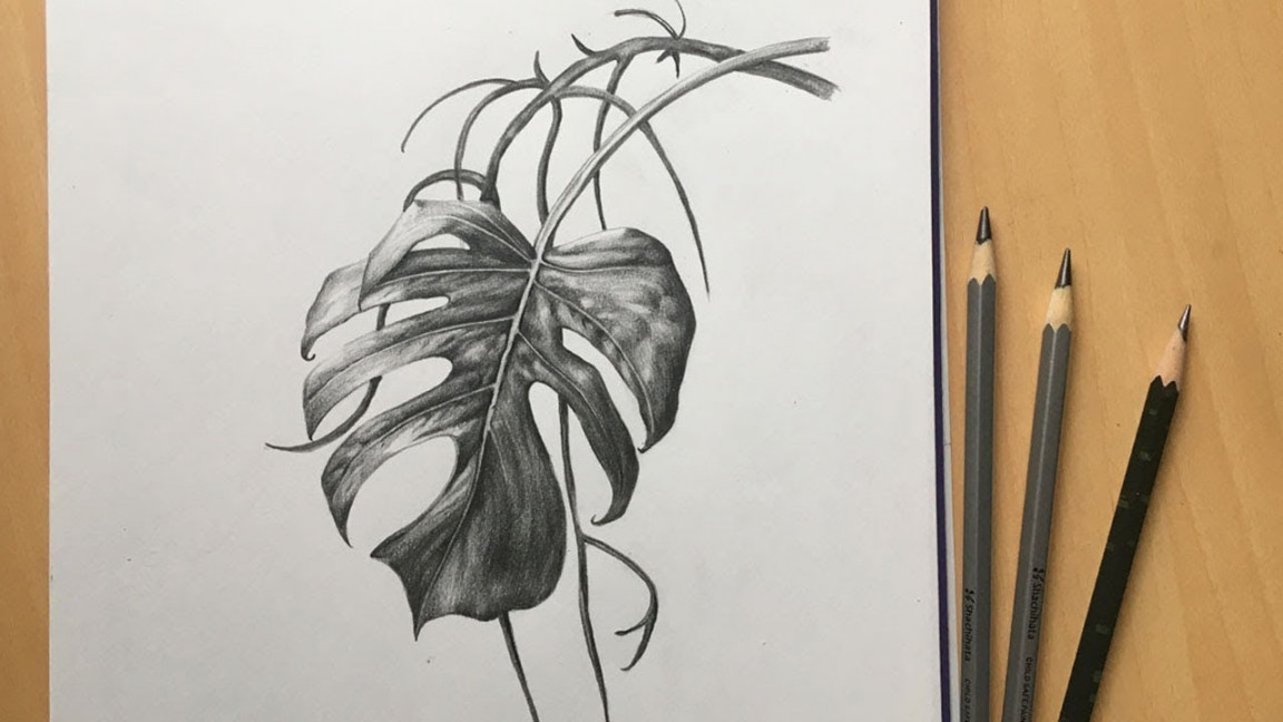 How to Draw a Leaf with Pencil  Monstera Leaf drawing  Foliage Pencil  Sketch