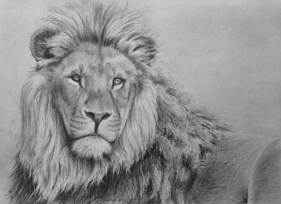 How to Draw a Lion in Pencil — Online Art Lessons