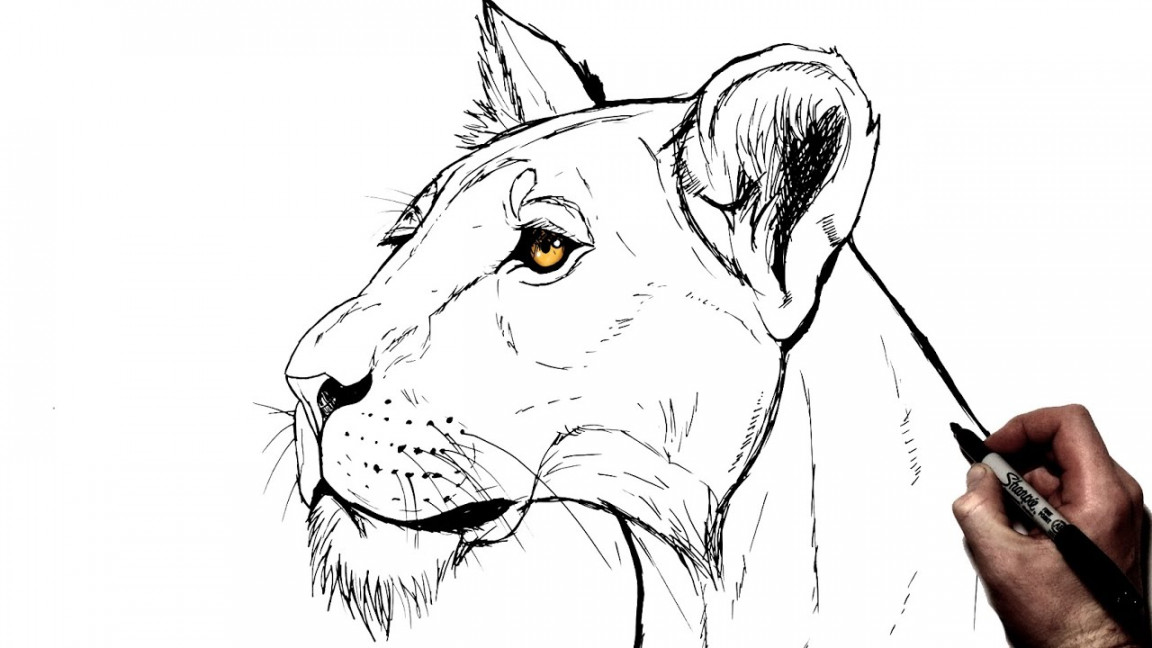 How To Draw A Lioness (Side View)  Step By Step