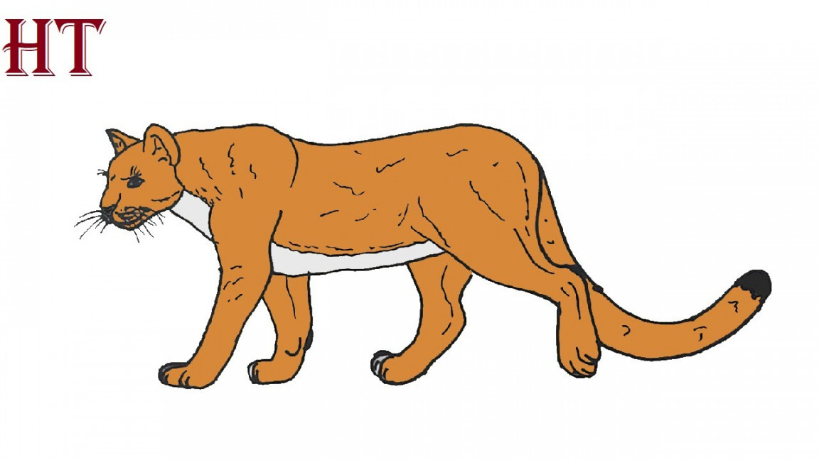 How to Draw a Mountain Lion Easy Step by Step